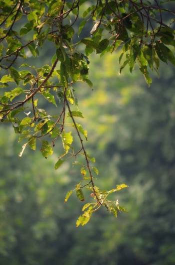 12279011_909388989116438_215696734960727607_n