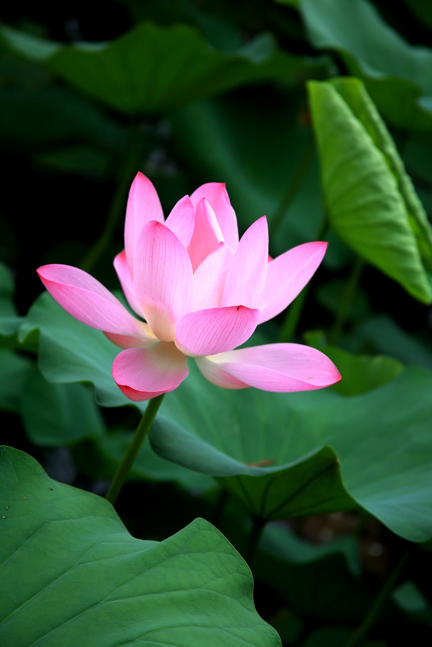 sacred lotus flower in green foliage